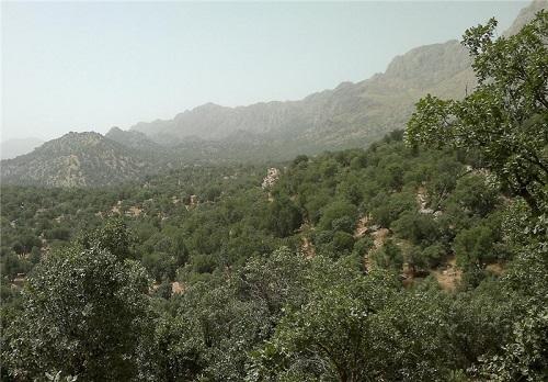 قطع درختان بلوط با همکاری مسئول محیط زیست قطع درختان بلوط با همکاری مسئول محیط زیست